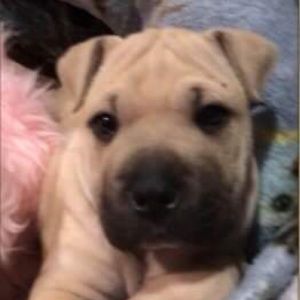 Meet your Posher, Christopher